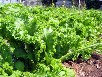 Mustard Greens