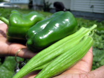 Green Peppers & Okra