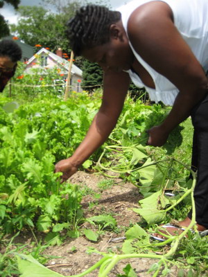 Reaping the Harvest 4