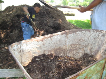 Gathering Mulch 5